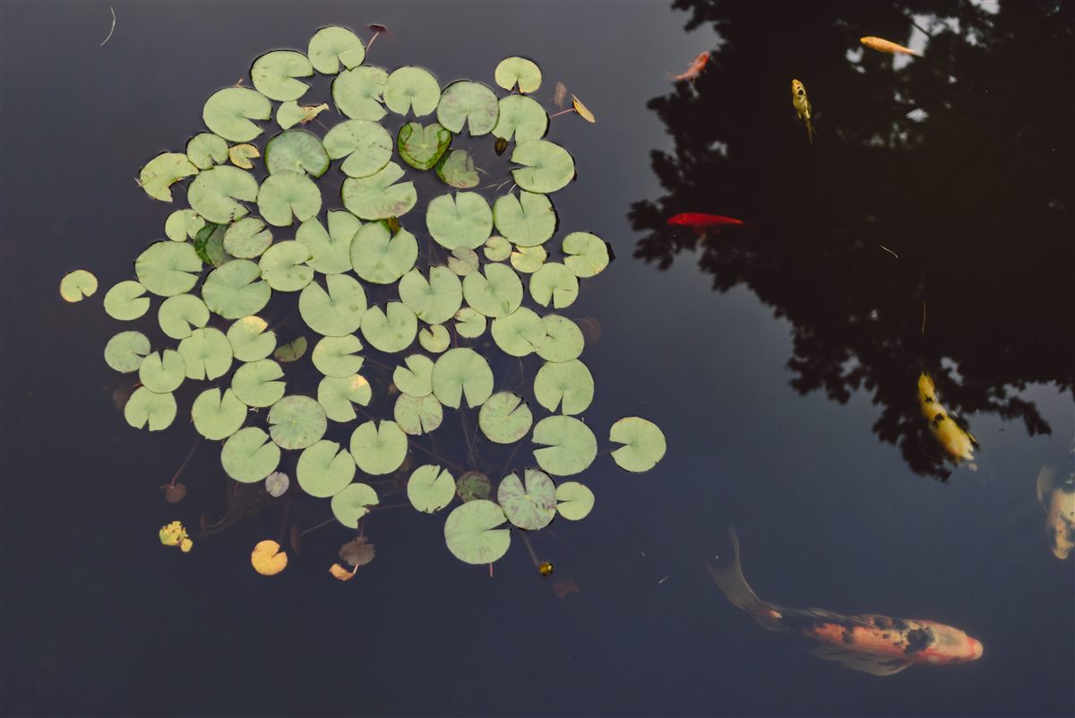 Koi beneath the lily pads