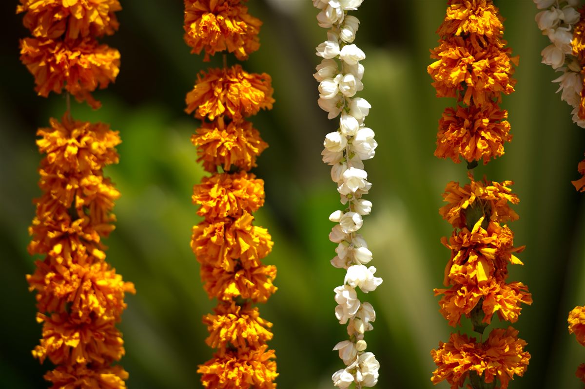 A curtain of marigold and jasmine
